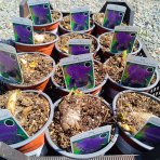 Kosatec nemecká (Iris germanica) ´BLACK KNIGHT´ - kont. C1L